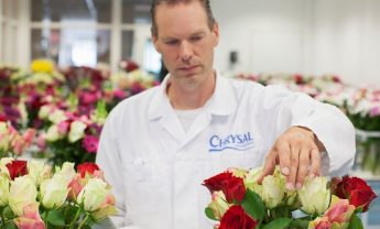 Chrysal harmoniseert supply chain-processen